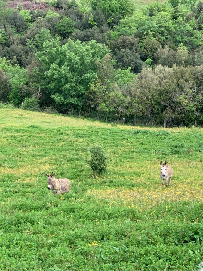 Podere Le Mulina Castiglione dʼOrcia Екстериор снимка
